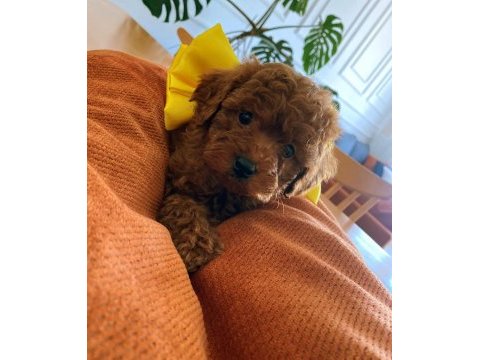 En güzelini arayanlara toy poodle yavrularımız hazır