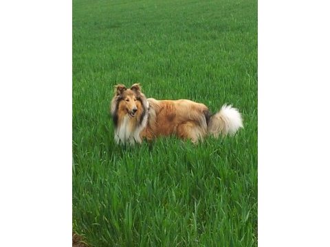 Rough collie ( lessie ) yavruları