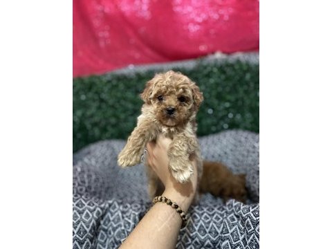 Kore babadan poodle bebekler