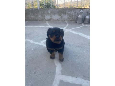 Safkan macar rottweiler yavrular 2 kardeş sadece
