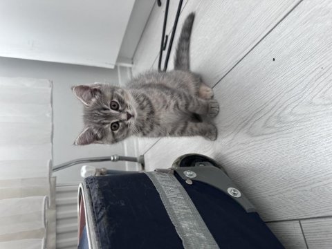Ev ortamında büyümüş iki aylık british shorthair kediler
