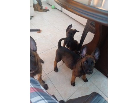 Fcı /kıf şecereli malinois yavrularım