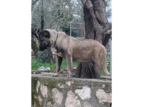 Orjinal kangal cinci köpekler
