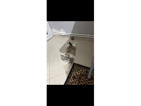 Minnoş kız british shorthair