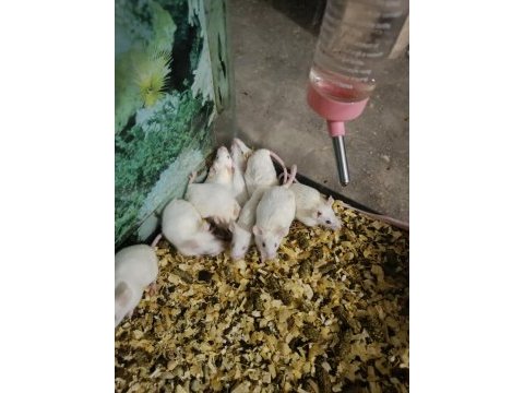 Rat ve lab faresi