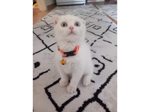 Beyaz scottish fold