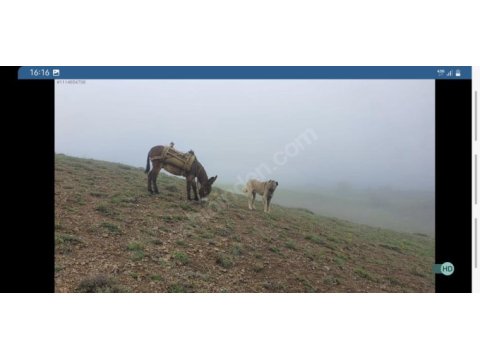 Cobra torunundan ücretsiz sert yavrular