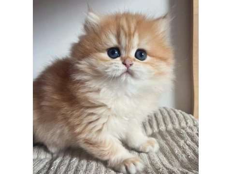 Orjinal safkan golden british longhair 