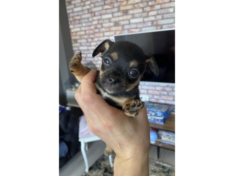 Pinscher varsa daha iyisi o da annesi