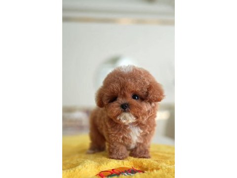 Saglık ve ırk garantılı toy poodle yavrularım