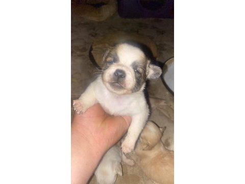 Pekinez yavrularımızı yeni yuva arıyoruz