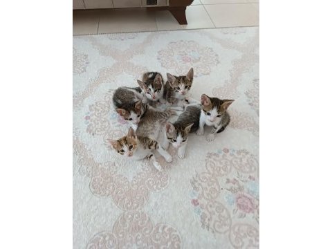 Alanya içi 6 adet yavru kedim var 3 erkek ve 3 dişi ücretsiz