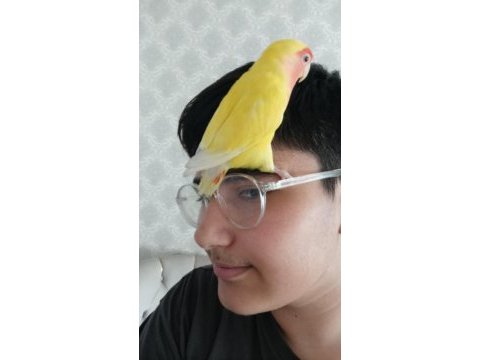 Sevda papağanı ele alışkın
