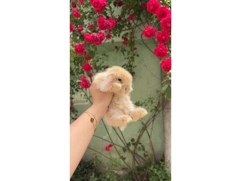 Safkan hollanda lop tavşanlar gönderim var