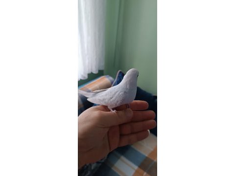 Yeni yeme düşmüş muhabbet kuşu yavrular