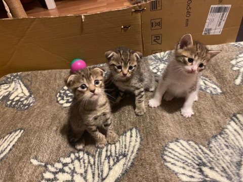 Scottish fold anneden 4 erkek bebek
