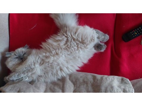 Kısır çipsiz british longhair