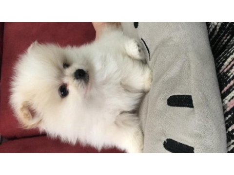 Pomeranian mükemmel dişi yavru