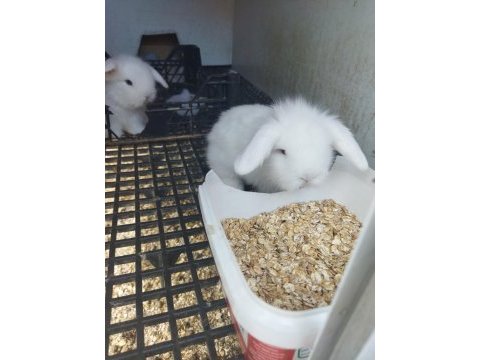 Sevimli minikler tavşanlar