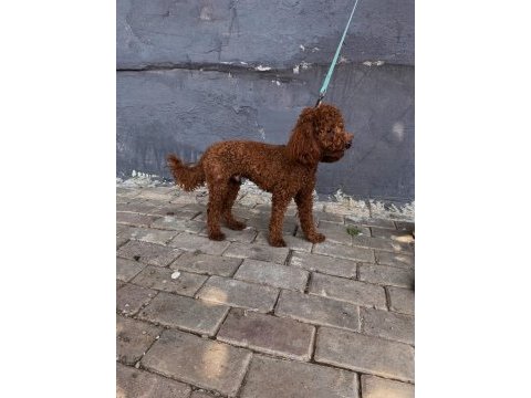 Erkek poodle 1 yaşında erkek