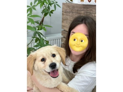 3 aylık akıllı golden retriever yavru