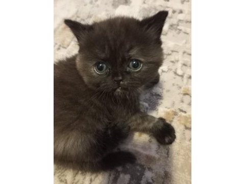 Yavrularımızı sahiplendiriyoruz scottish fold