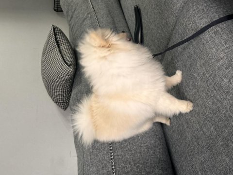 6 aylık aşıları çipi vs herşeyi tam pomeranian boo