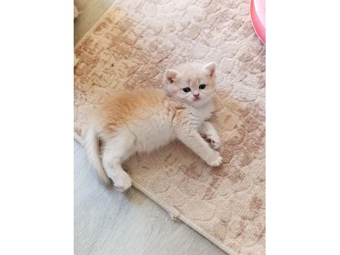 Cy 12 dişi yavru british shorthair