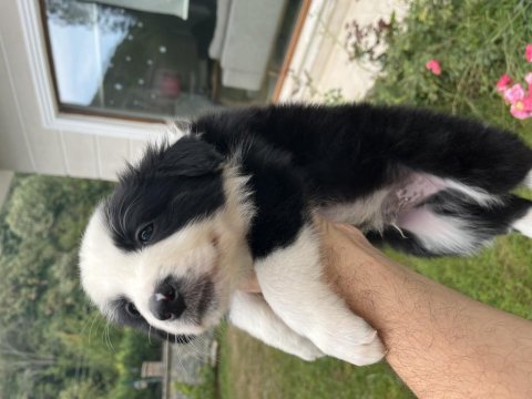 Üstün kalite border collie yavrular