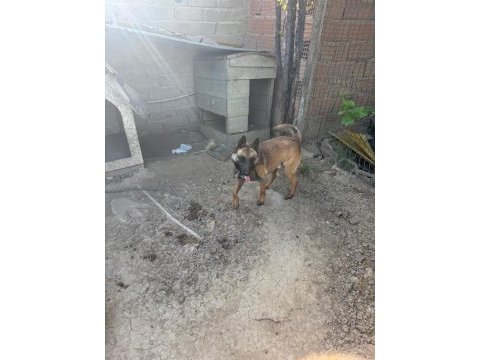 Belçika kurdu köpeğimiz