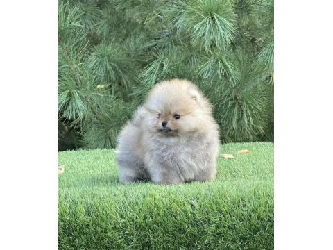 En pofidiği en tatlıları pomeranian
