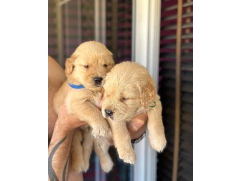 Piyasadan değil ev ortamından golden retriever yavrular