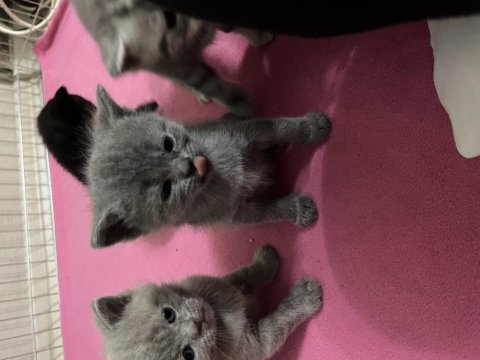 British shorthair yavrumuz yeni yuvasını arıyor