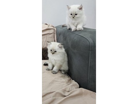 Show kalite british longhair