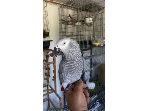 Oyun hamuru gibi jakomuz
