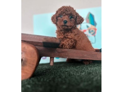 Toy poodle yavrular