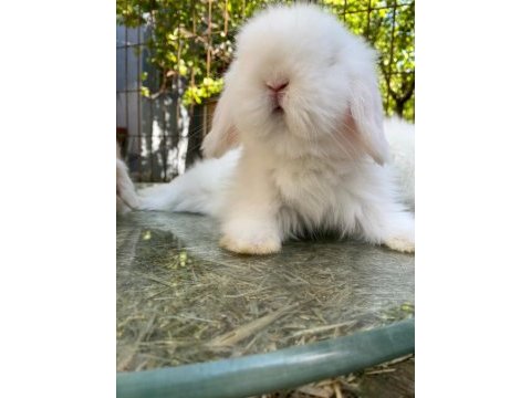 Veterinerden hollanda cüce ve mini lop tavşan