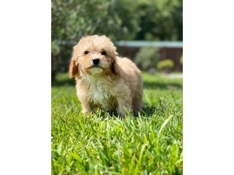Ruhsatli çiflikten maltipoo yavrulari 