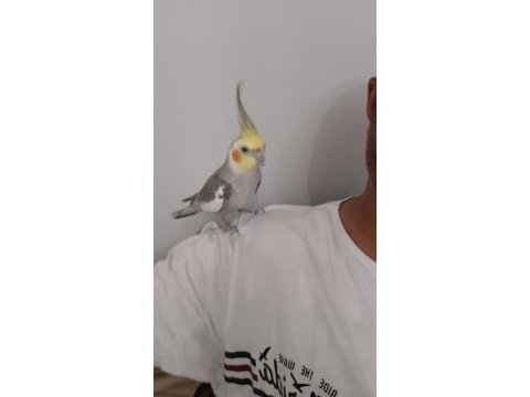 Erkek 1.5 yaşında sultan papağanı