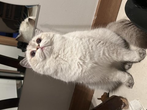Safkan british shorthair dişi yuva arıyor