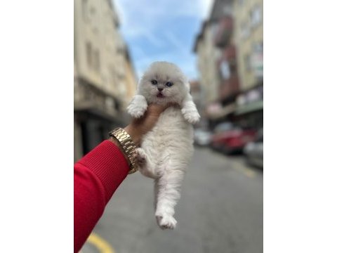 Koca kafa yavru kediler aa kalite safkandır