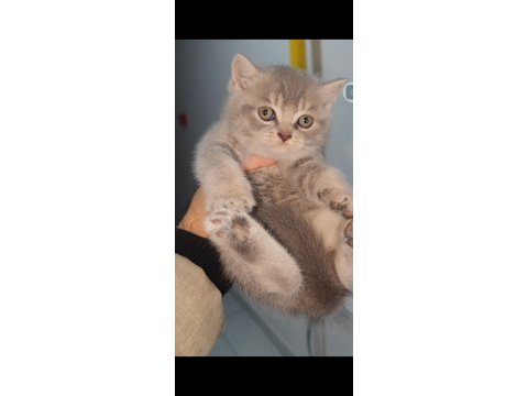 British shorthair yavru kedimiz