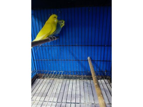 A kalite jumbo ve normal muhabbet kuşlarım