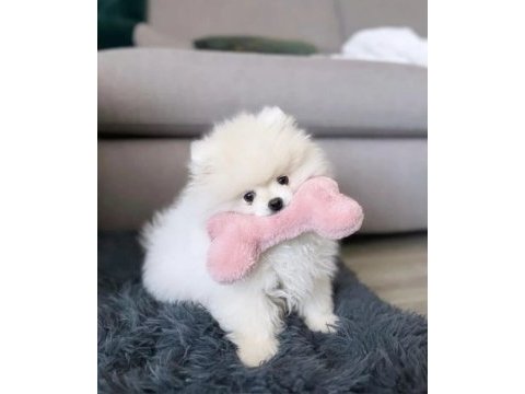 Kar beyazı pomeranian bebeklerimiz