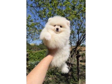Kusursuz karbeyaz dişi pomeranian boo