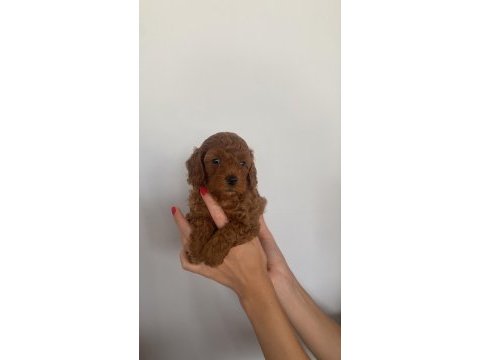 Şov kalite sağlık ırk garantili poodle yavrularımız