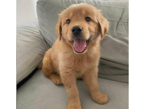Golden retriever yavrular kapıda ödeme mevcut