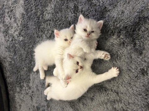 3 aylık british longhair ve shorthair yavru kediler