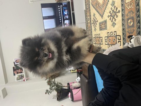3 aylık pomeranian boo iki adet bir dişi bir erkek
