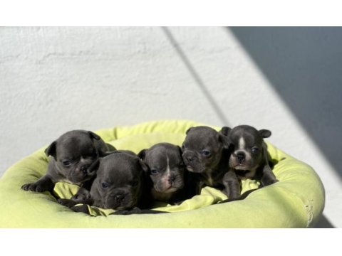 Egzotik blue french bulldog bebeklerimiz